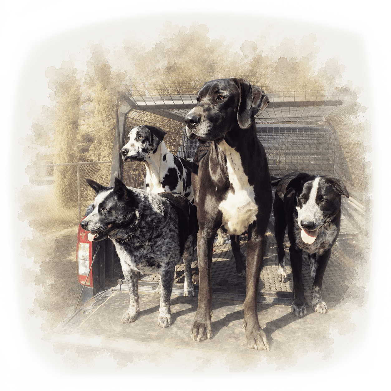 Sahara, Sargent, Slick and Solē, the four dogs who inspired The 4S Legacy