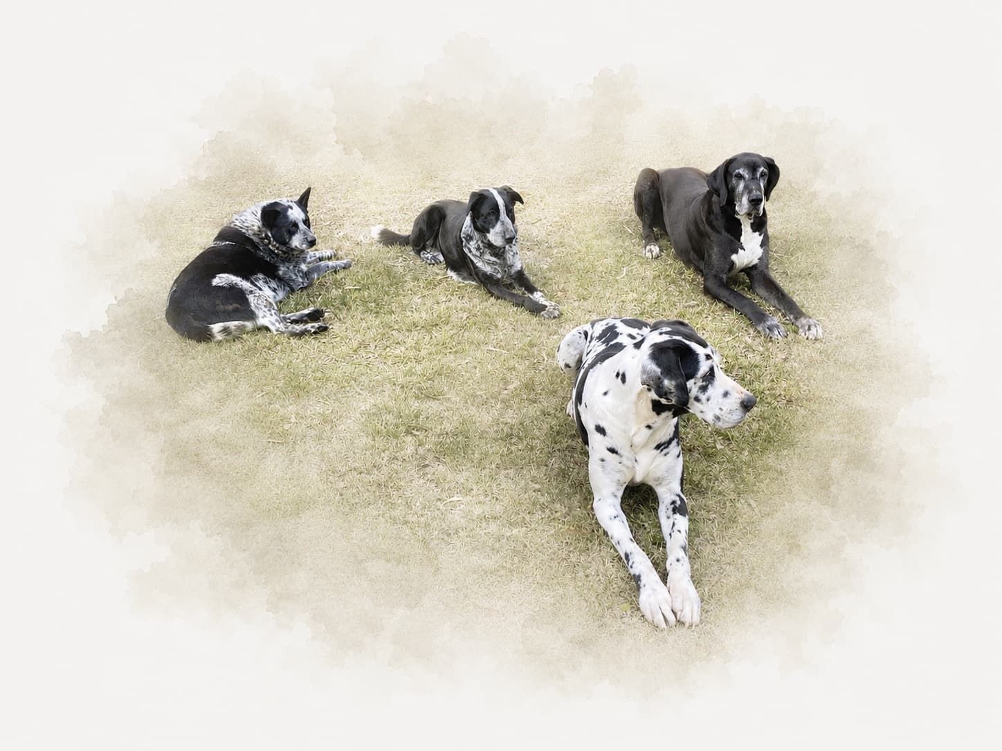 Slick, Solē, Sargent and Sahara resting together on the grass