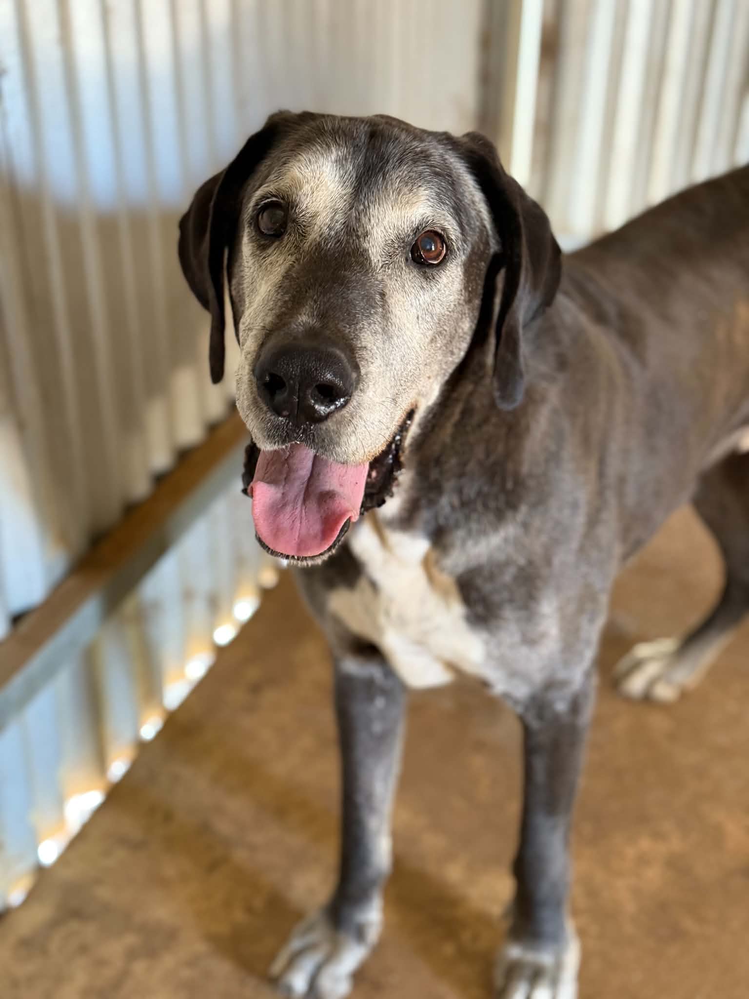 Sargent, My Big Gorgeous Boy