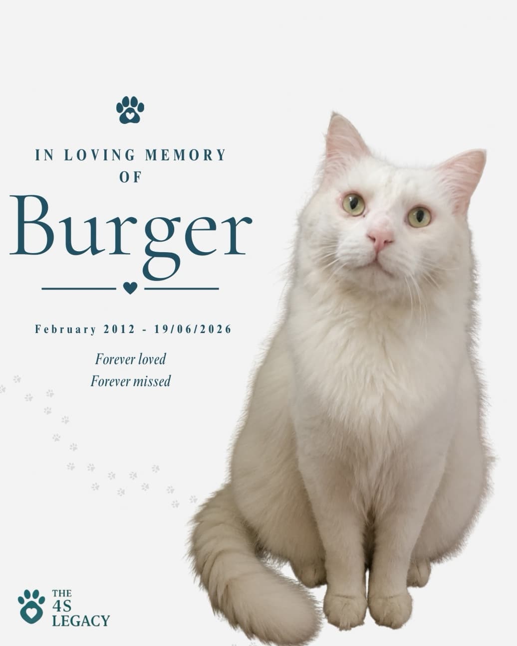 Burger, a beloved 14-year-old cat honoured by The 4S Legacy