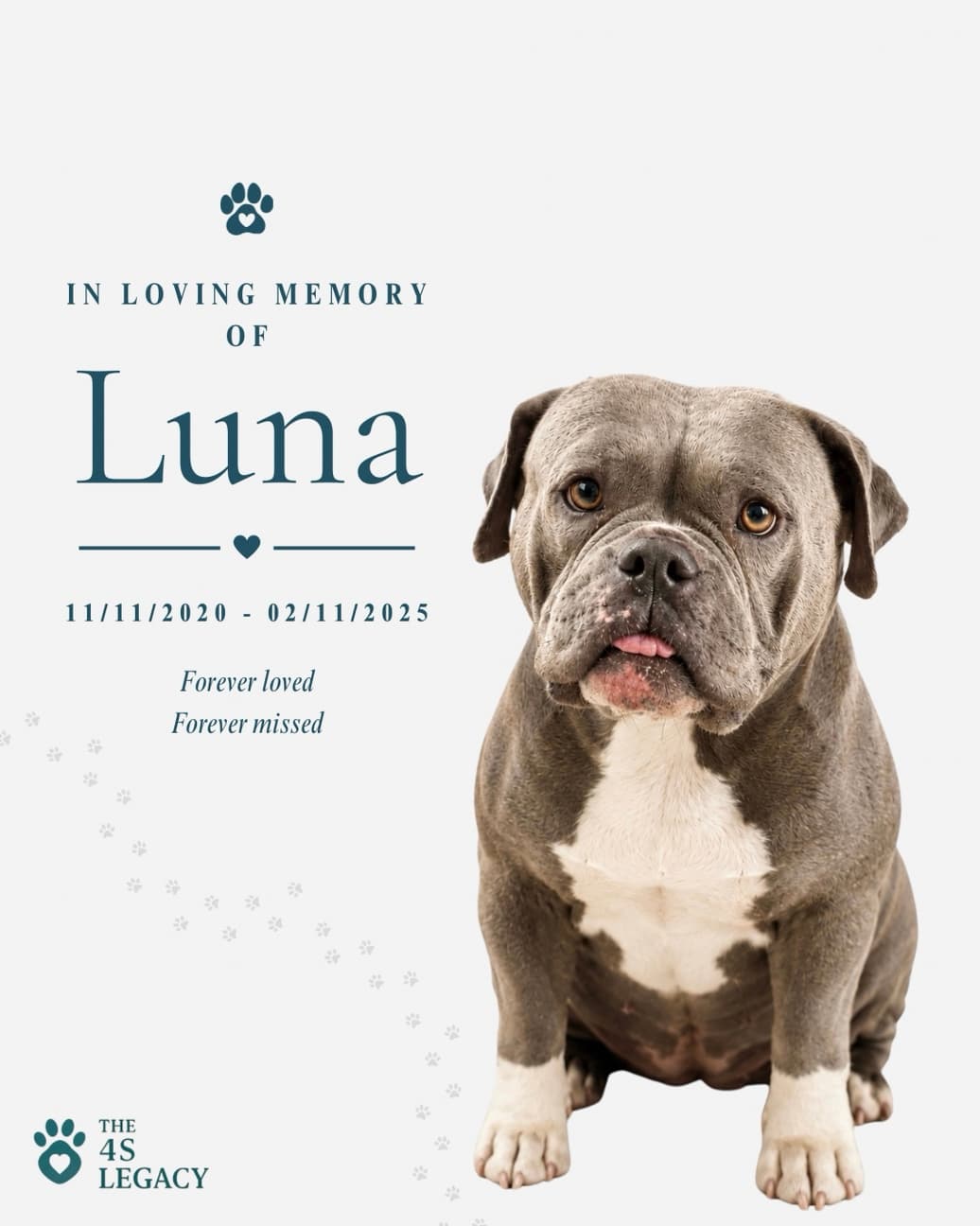 Luna, a beloved dog honoured by The 4S Legacy