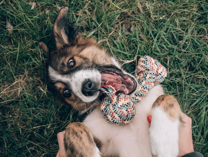 A puppy rolling in the grass with a rope toy