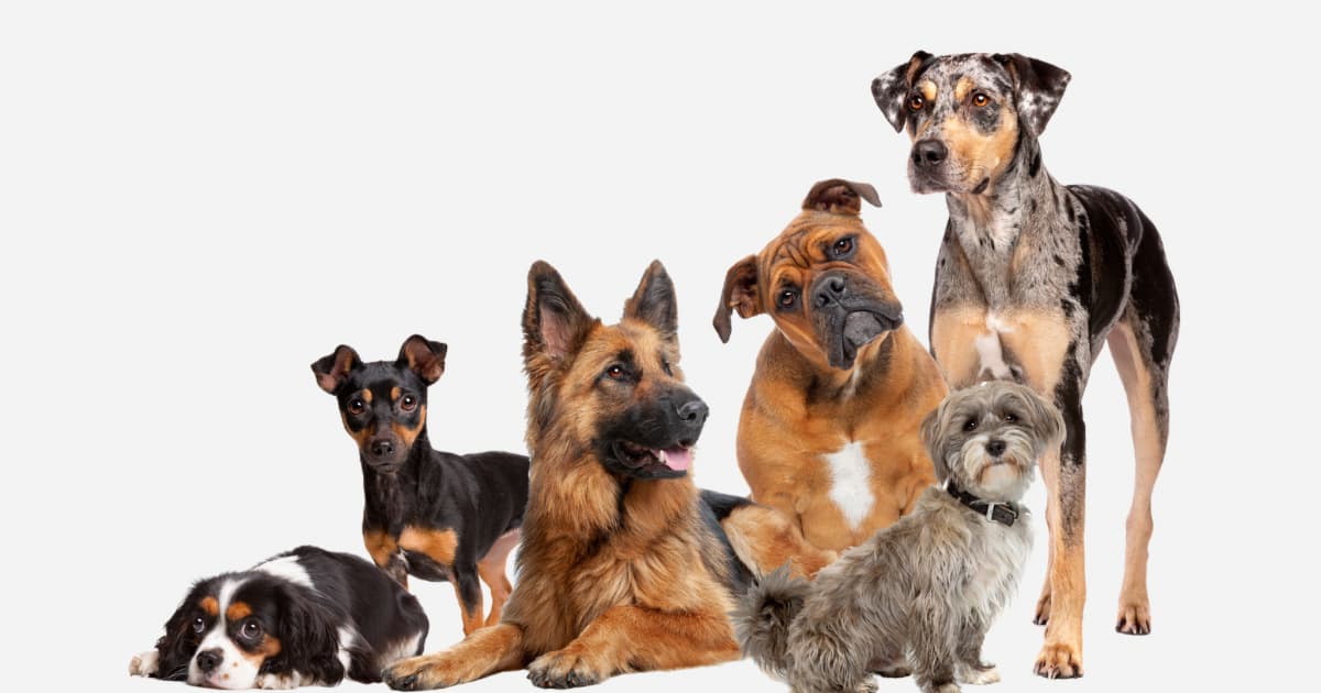A group of different dog breeds posed together