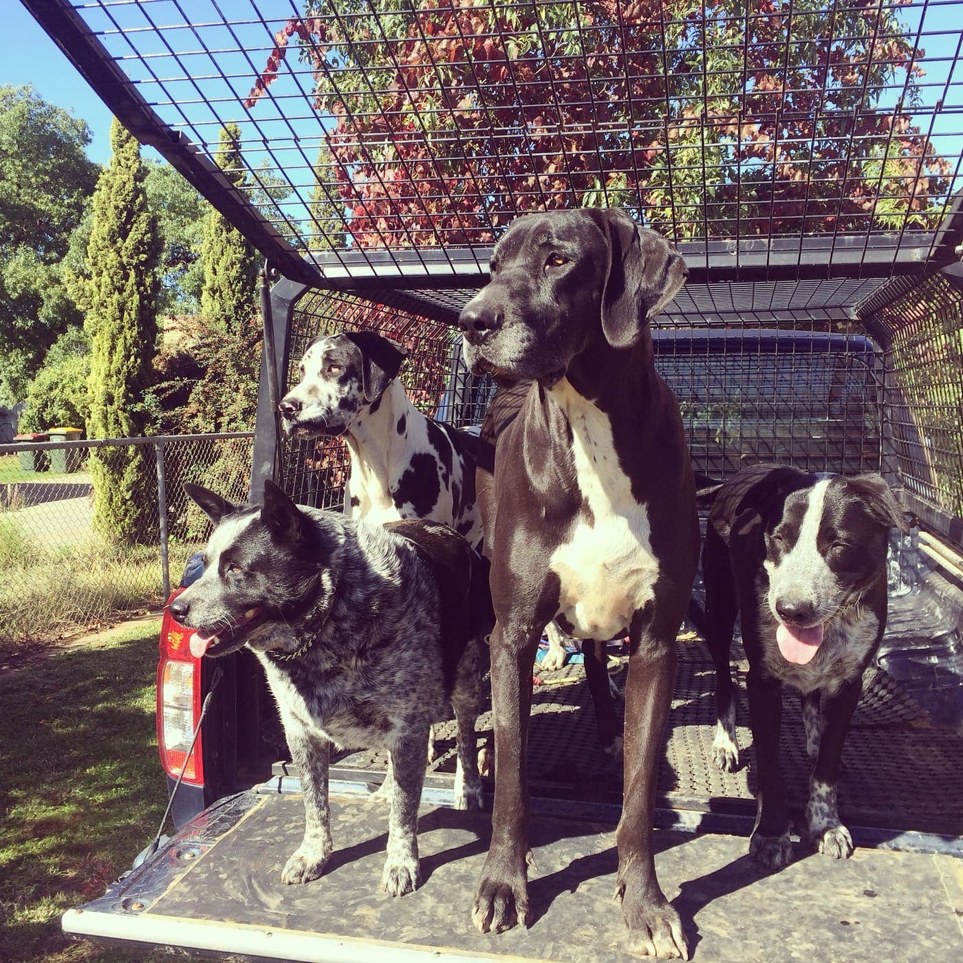 Slick, Solē, Sargent and Sahara standing together in the back of the ute