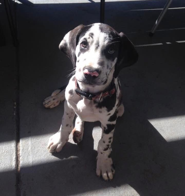 Sahara as a harlequin Great Dane puppy sitting in the sun