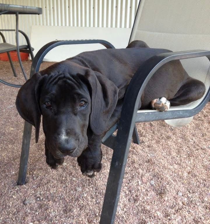 Sargent as a Great Dane puppy draped over an outdoor chair