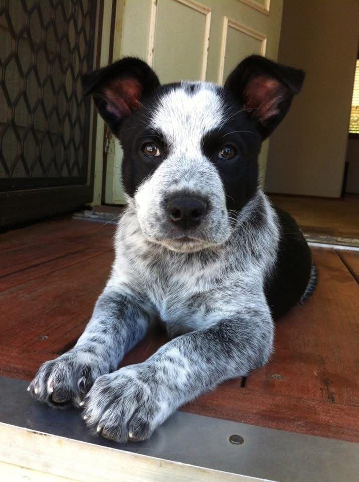 Slick as a blue heeler puppy lying on the verandah