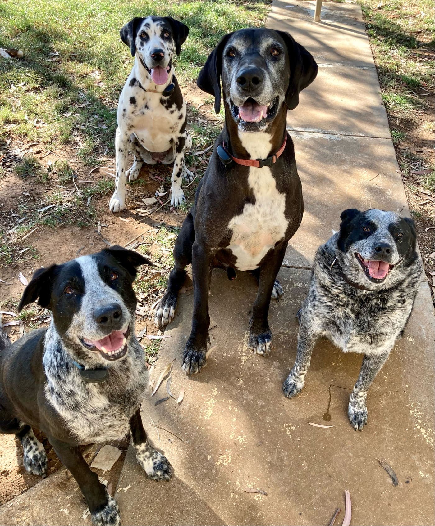 Slick, Solē, Sargent and Sahara gathered on the path, all looking up at Sophie